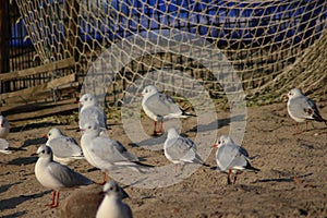 Black headed seagulls on the beach