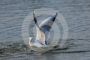 Black headed seagulls diving into lake water for bread