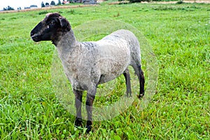 Black headed sheep