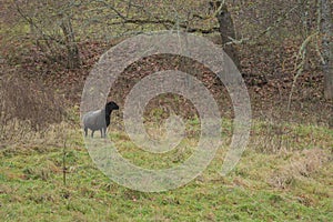 Black headed sheep in pasture