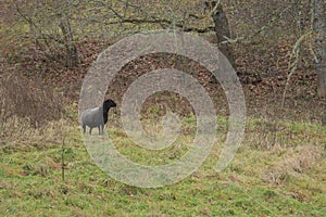 Black headed sheep in pasture