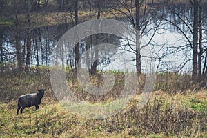 Black headed sheep in pasture