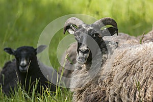 Black-headed sheep resting and ruminating