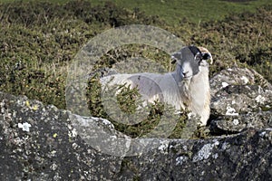 Black headed sheep sheilding from the harsh winds behind a rock