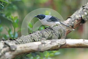 Black-headed sibia