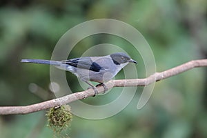 Black-headed Sibia