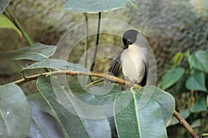 Black-headed sibia