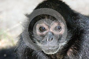 Black-headed spider monkey