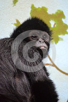 Black-headed spider monkey