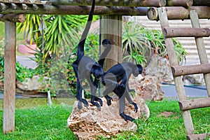 Black headed spider monkey . Ateles fusciceps