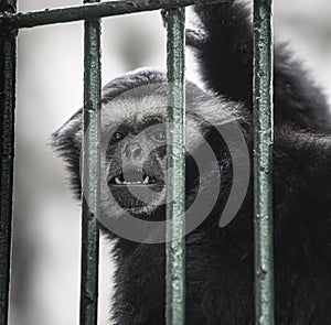 Black-headed spider monkey Ateles fusciceps photo