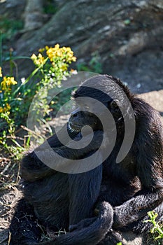 black-headed spider monkey Ateles fusciceps