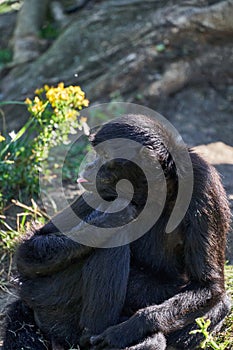 Black-headed spider monkey, Ateles fusciceps.