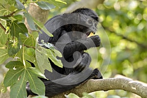Black-headed spider monkey in tree