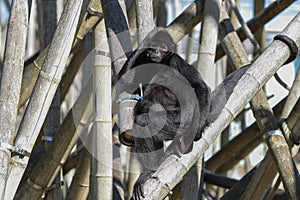 The black-headed spider monkey, Ateles fusciceps is a species of spider monkey