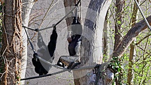 The black-headed spider monkey, Ateles fusciceps is a species of spider monkey