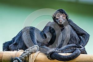 The black-headed spider monkey, Ateles fusciceps is a species of spider monkey