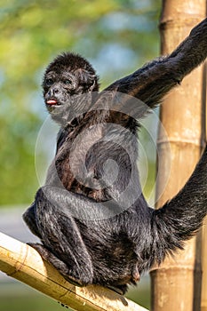 The black-headed spider monkey, Ateles fusciceps is a species of spider monkey