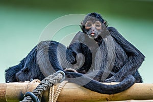 The black-headed spider monkey, Ateles fusciceps is a species of spider monkey