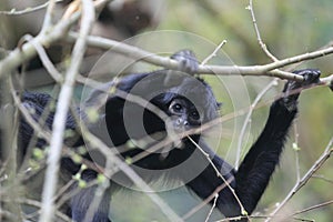 Black-headed spider monkey