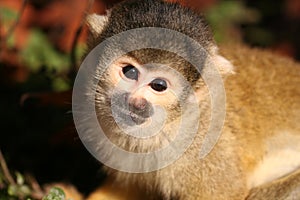 Black Headed Squirrel Monkey