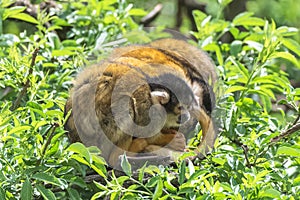 Black-headed Squirrel Monkey