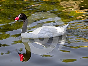 Black-headed swan in the water at sunset