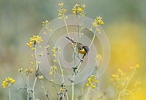 A black-headed Wagtail Motacilla feldegg