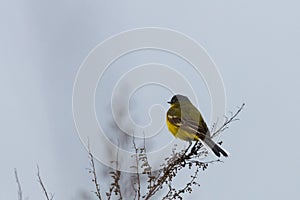 Black headed wagtail sits on a twig on a blurred background