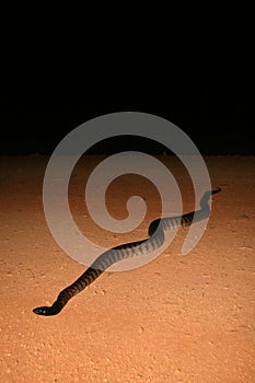 Black Headed Water Python