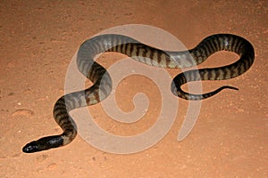Black Headed Water Python