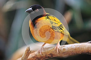 Black-headed weaver