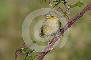 Black headed Weaver female - TecelÃÂ£o cabeÃÂ§a preta femea - Ploceus melanocephalus photo