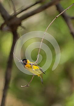 Black headed Weaver hanging from branch