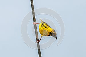 Black-Headed weaver Ploceus melanocephalus, also known as yellow-backed weaver perched, Queen Elizabeth National Park, Uganda.