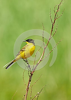 Black headed western yellow wagtail