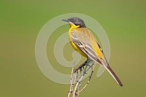 Black headed western yellow wagtail Motacilla feldegg perched on a twig