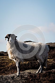 Black-headed white Lonk sheep in a hill against a cloudless sky