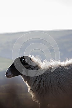 Black-headed white Lonk sheep in a hill against a cloudless sky