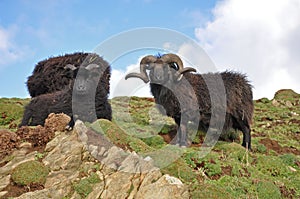 Black Hebridean Ram and ewes photo