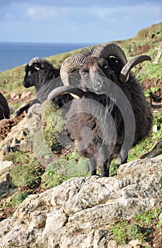 Black Hebridean Ram photo