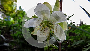 Black hellebore - Helleborus niger