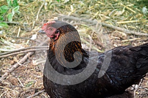 Black hen. Black Australorp chicken