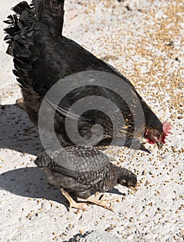 Black hen and black chick eating wheat grains on the grand in a rural garden in the countryside