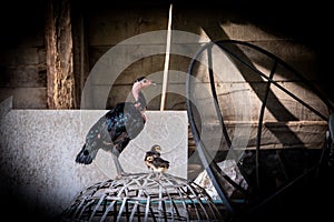 Black Hen and chick on Thai Style Chicken Coop