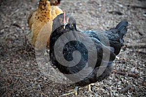 Chicken coop hen farm bird with black feathers in the barnyard