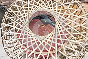 Black hen in a typical transportable wooden cage, Luang Prabang, Laos