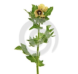 Black henbane blooming plant isolated on white, Hyoscyamus niger