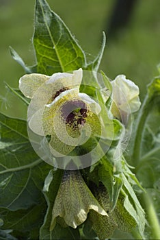 Black Henbane