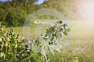 Black henbane Hyoscyamus niger, a flowering poisonous plant containing alkaloids